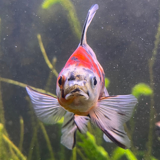 the-fish-farm Goldfish 9cm Fantail Goldfish - Calico one only - 1￼ Fantail Goldfish - Calico - The Fish Farm