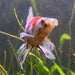 the-fish-farm Goldfish 9cm Fantail Goldfish - Calico one only - 1￼ Fantail Goldfish - Calico - The Fish Farm