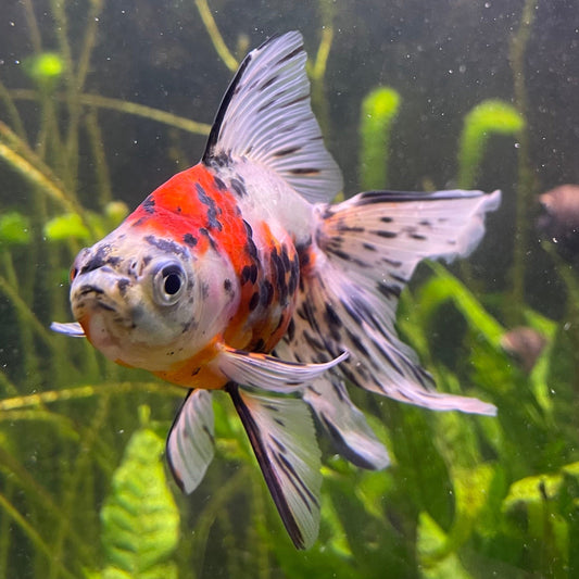 the-fish-farm Goldfish 9cm Fantail Goldfish - Calico one only - 2 Fantail Goldfish - Calico - The Fish Farm