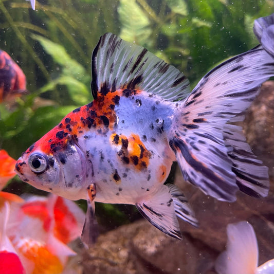 the-fish-farm Goldfish 9cm Fantail Goldfish - Calico one only - 2 Fantail Goldfish - Calico - The Fish Farm