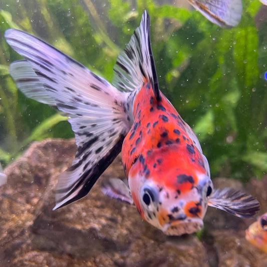 the-fish-farm Goldfish 9cm Fantail Goldfish - Calico one only - 2 Fantail Goldfish - Calico - The Fish Farm