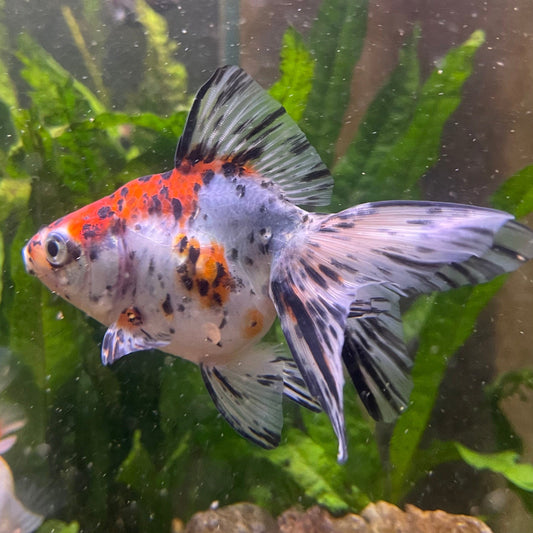 the-fish-farm Goldfish 9cm Fantail Goldfish - Calico one only - 2 Fantail Goldfish - Calico - The Fish Farm