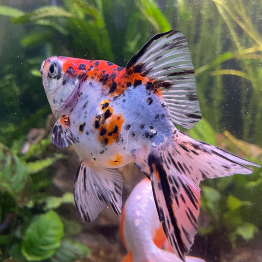 the-fish-farm Goldfish 9cm Fantail Goldfish - Calico one only - 2 Fantail Goldfish - Calico - The Fish Farm