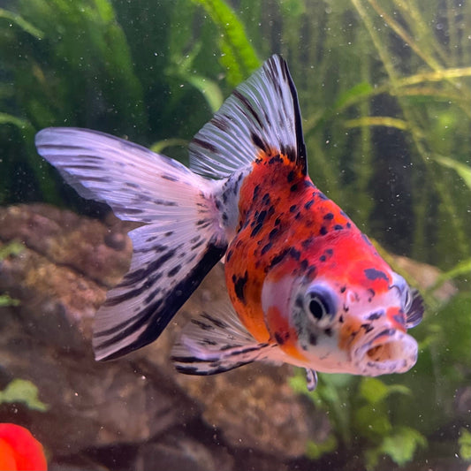 the-fish-farm Goldfish 9cm Fantail Goldfish - Calico one only - 2 Fantail Goldfish - Calico - The Fish Farm