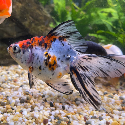 the-fish-farm Goldfish 9cm Fantail Goldfish - Calico one only - 2 Fantail Goldfish - Calico - The Fish Farm