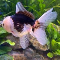 the-fish-farm Goldfish 9cm Oranda - Panda one only -1 Panda Oranda - The Fish Farm Australia