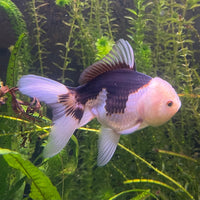 the-fish-farm Goldfish 9cm Oranda - Panda one only -1 Panda Oranda - The Fish Farm Australia