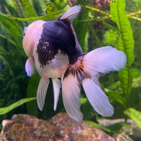 the-fish-farm Goldfish 9cm Oranda - Panda one only -1 Panda Oranda - The Fish Farm Australia