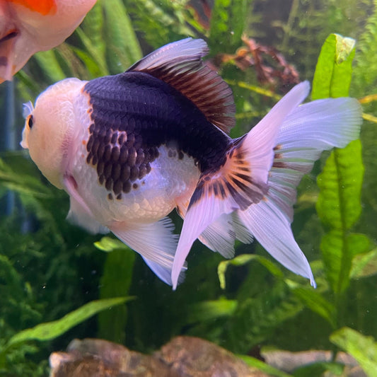 the-fish-farm Goldfish 9cm Oranda - Panda one only -1 Panda Oranda - The Fish Farm Australia