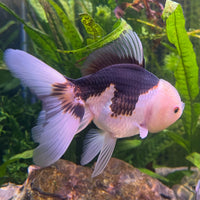 the-fish-farm Goldfish 9cm Oranda - Panda one only -1 Panda Oranda - The Fish Farm Australia