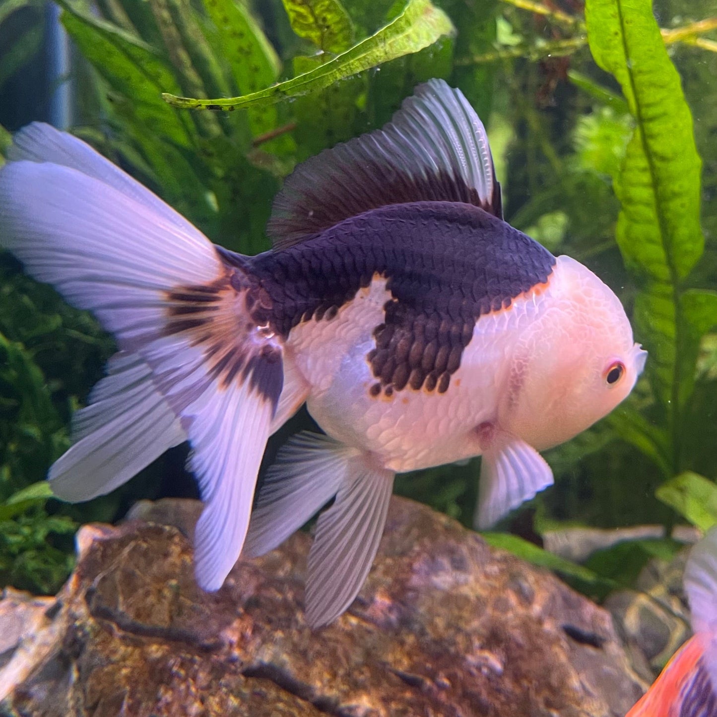 the-fish-farm Goldfish 9cm Oranda - Panda one only -1 Panda Oranda - The Fish Farm Australia