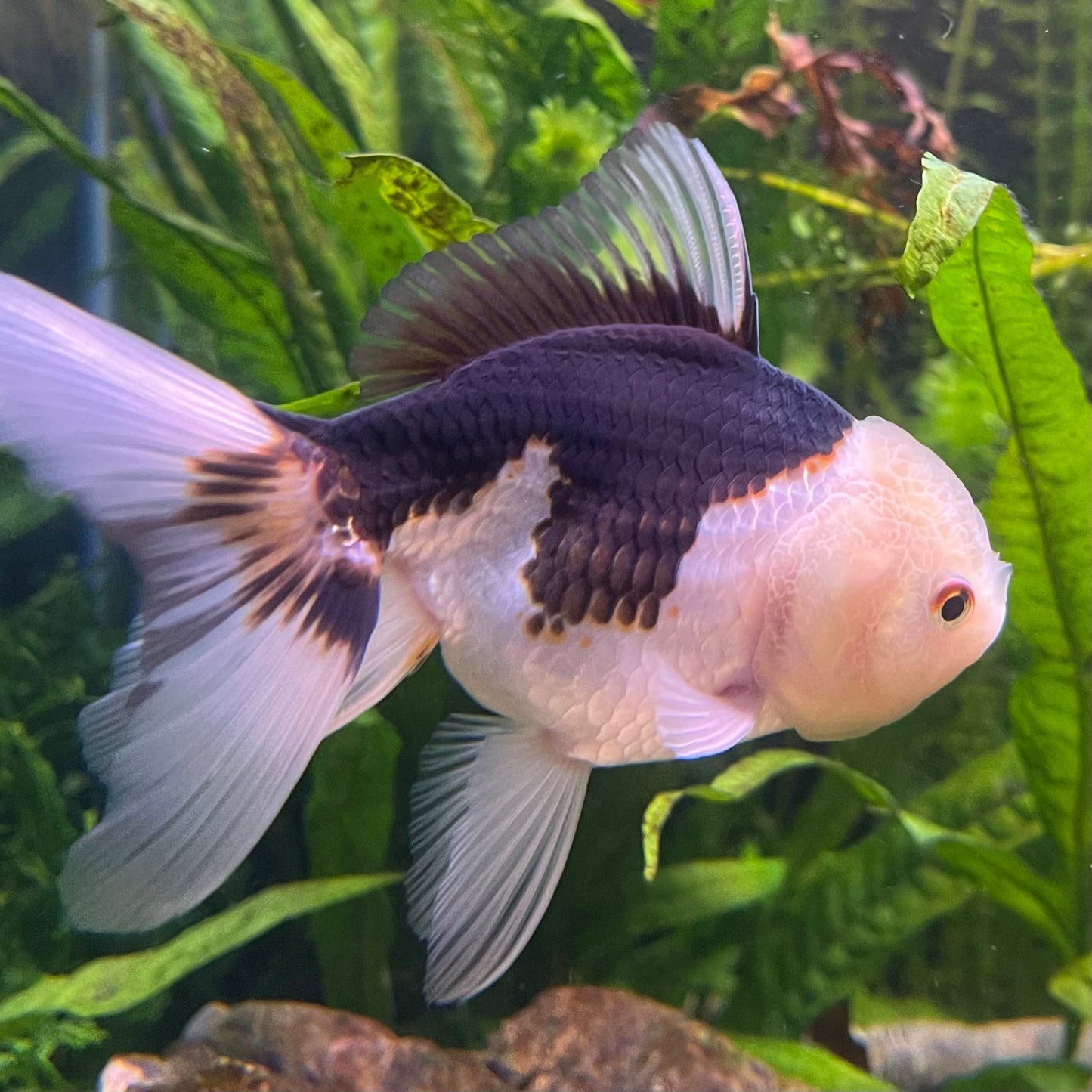 the-fish-farm Goldfish 9cm Oranda - Panda one only -1 Panda Oranda - The Fish Farm Australia