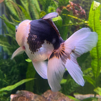 the-fish-farm Goldfish 9cm Oranda - Panda one only -1 Panda Oranda - The Fish Farm Australia