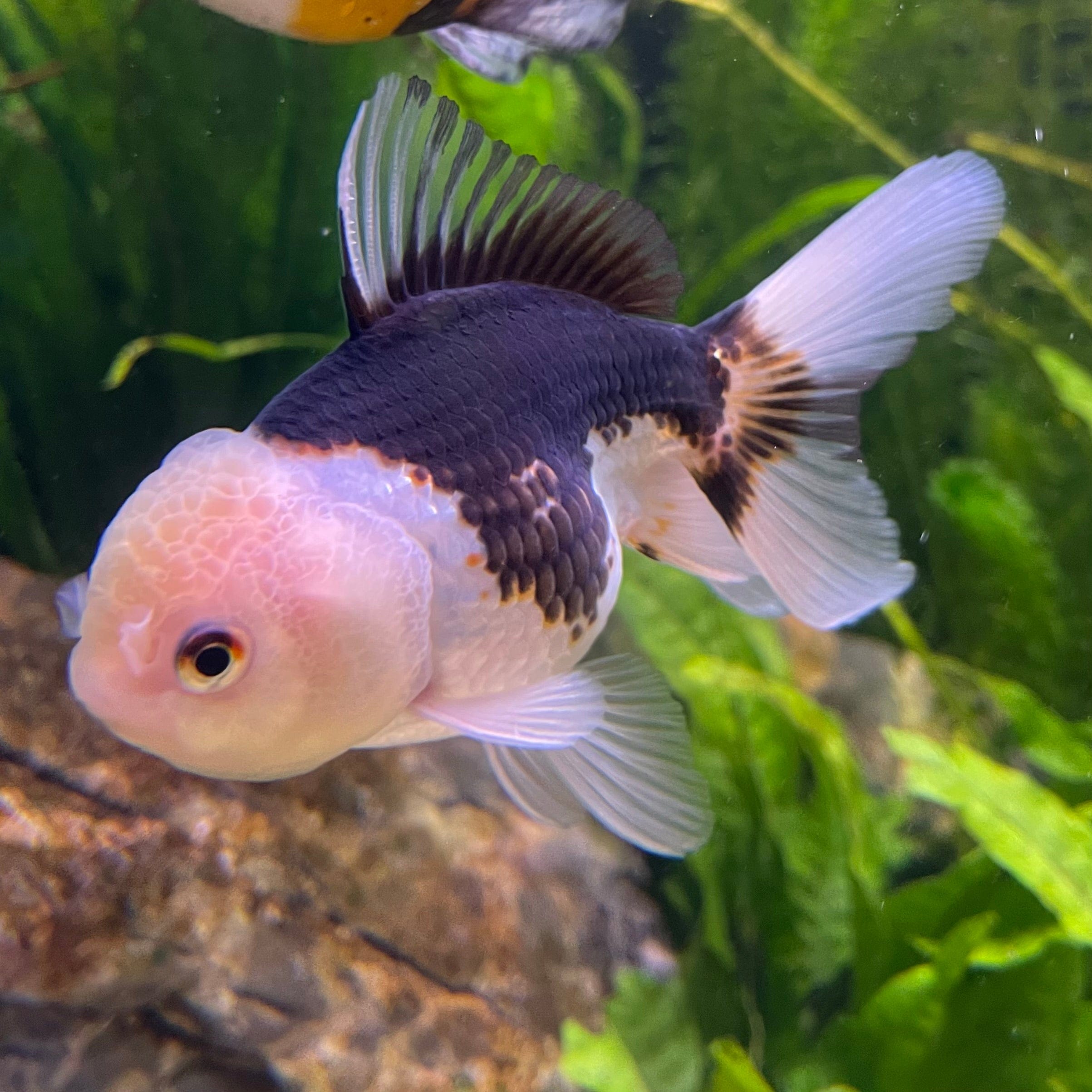 the-fish-farm Goldfish 9cm Oranda - Panda one only -1 Panda Oranda - The Fish Farm Australia