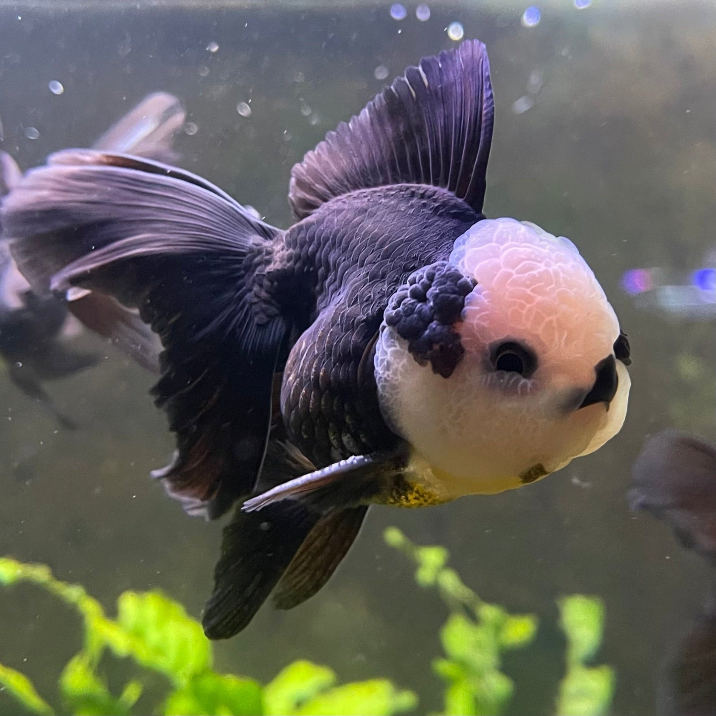 the-fish-farm Goldfish 9cm Oranda - Panda one only -1 Panda Oranda - The Fish Farm Australia