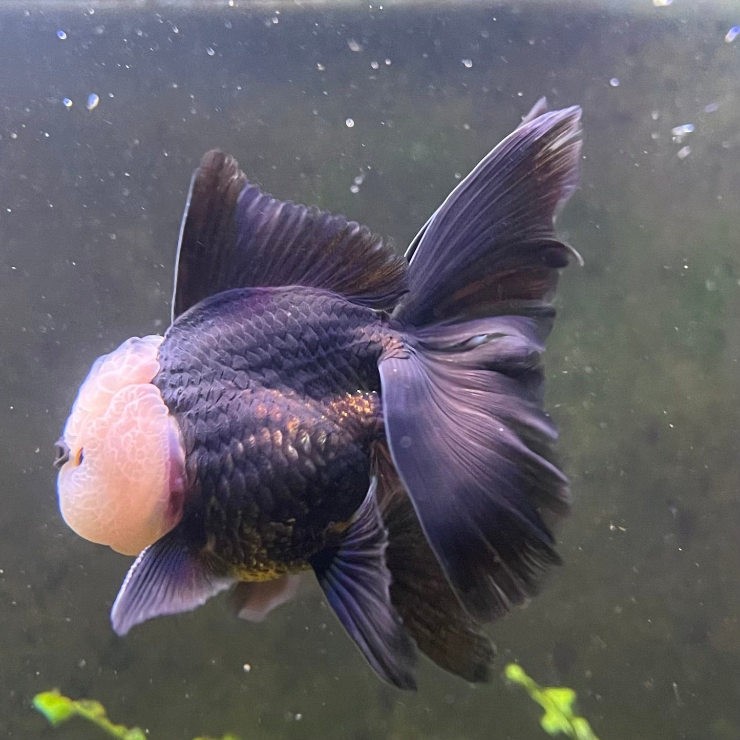 the-fish-farm Goldfish 9cm Oranda - Panda one only -1 Panda Oranda - The Fish Farm Australia