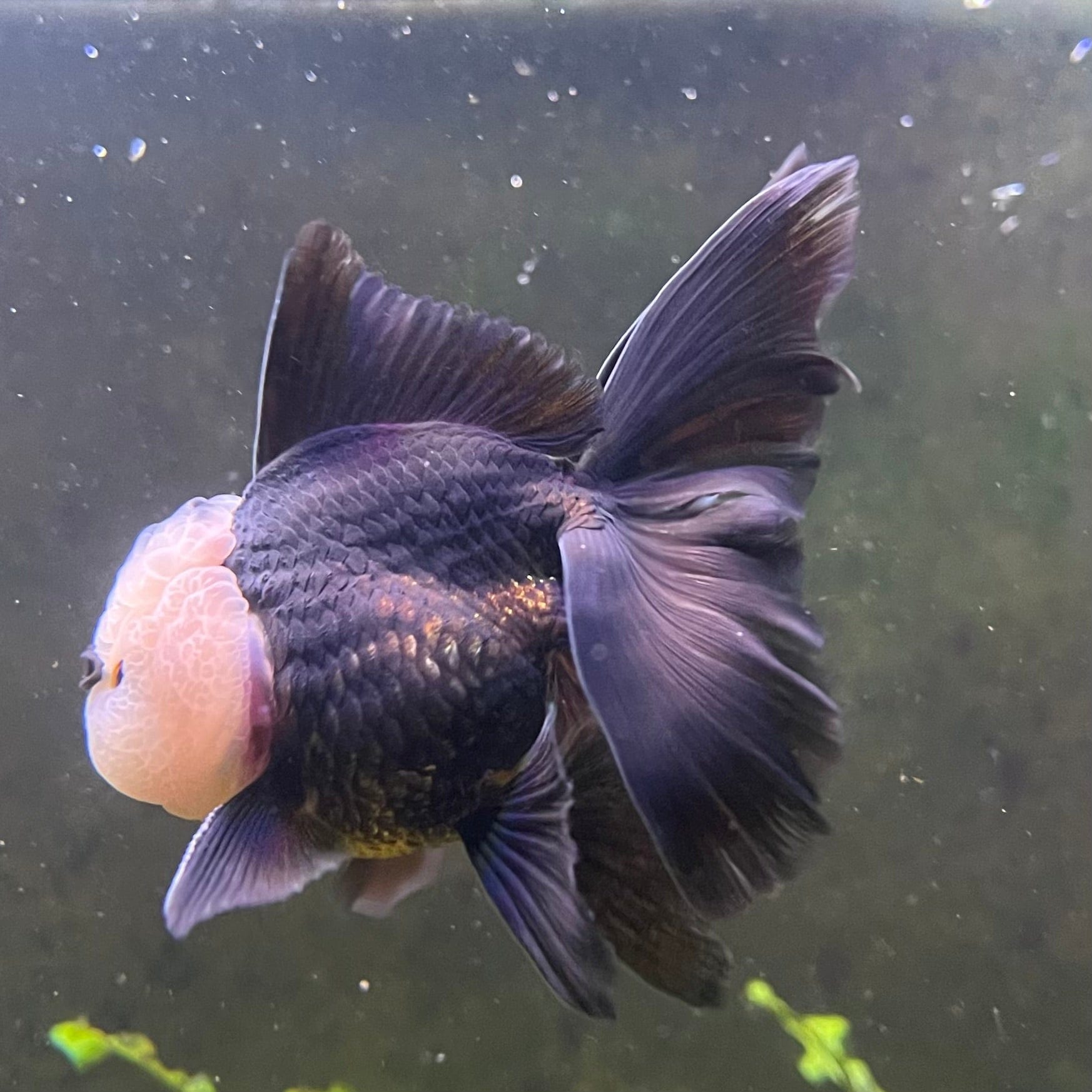 the-fish-farm Goldfish 9cm Oranda - Panda one only -1 Panda Oranda - The Fish Farm Australia