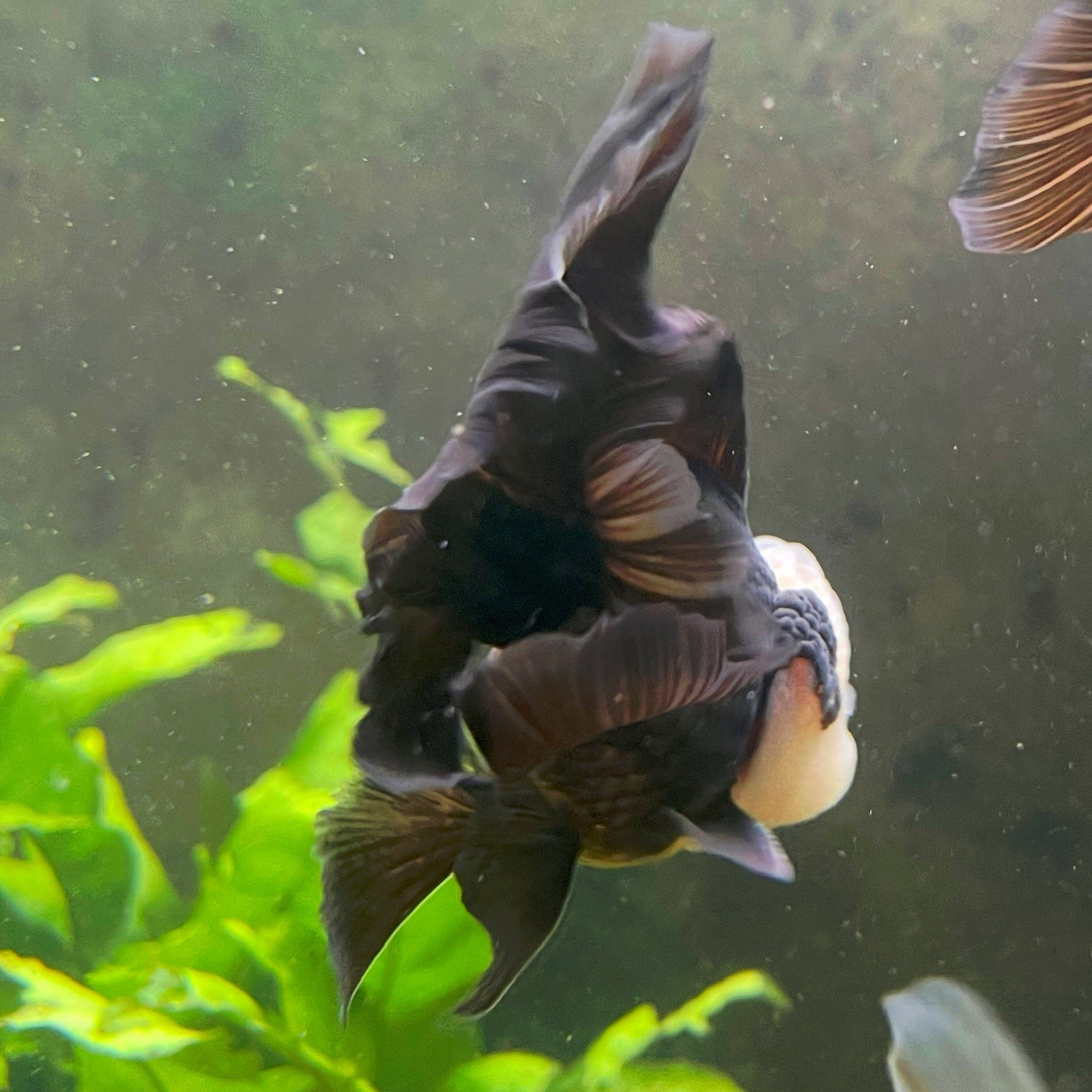 the-fish-farm Goldfish 9cm Oranda - Panda one only -1 Panda Oranda - The Fish Farm Australia