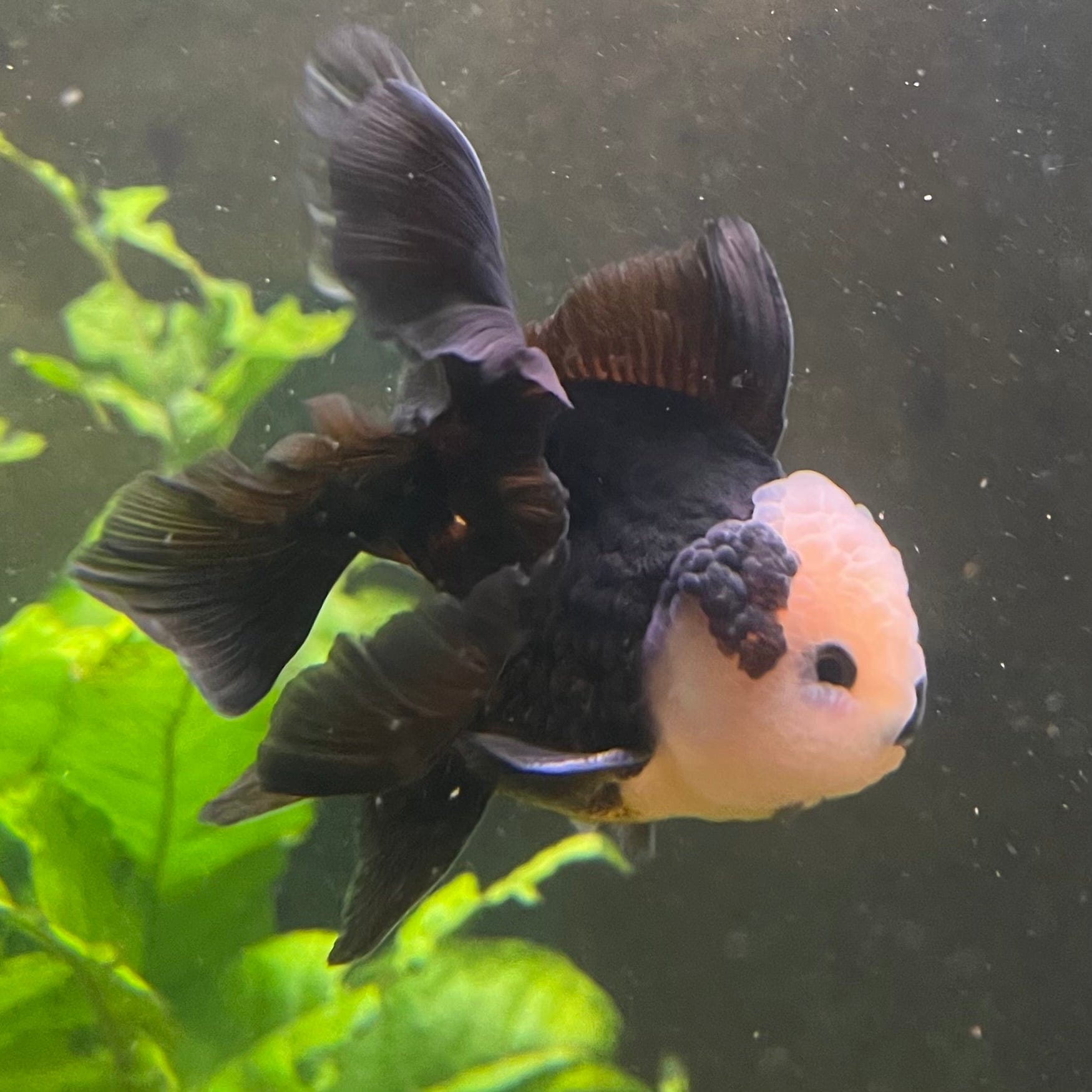 the-fish-farm Goldfish 9cm Oranda - Panda one only -1 Panda Oranda - The Fish Farm Australia