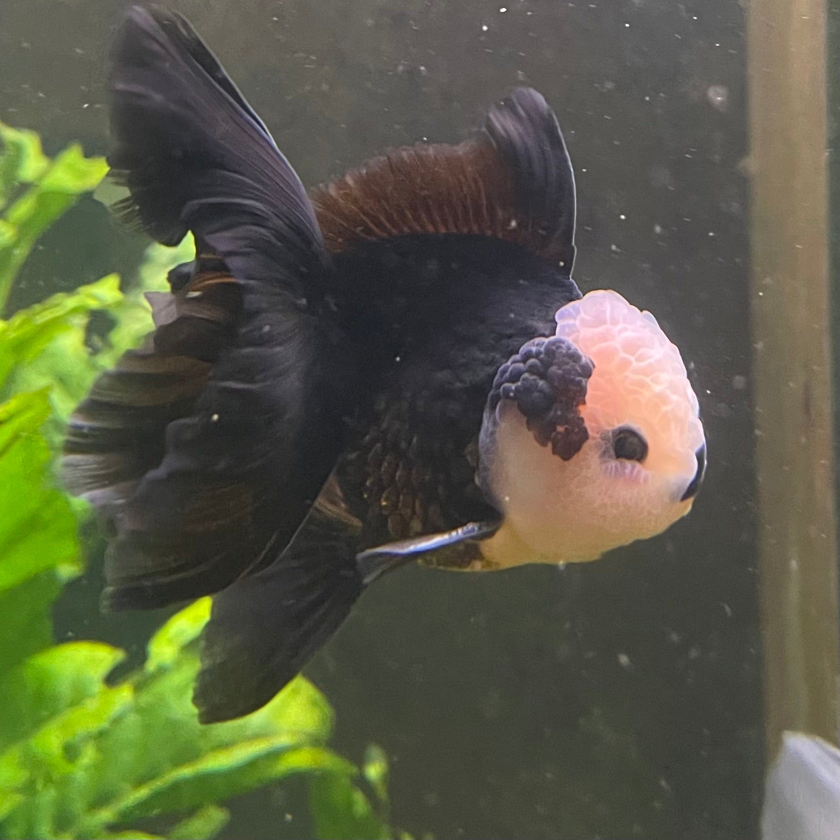 the-fish-farm Goldfish 9cm Oranda - Panda one only -1 Panda Oranda - The Fish Farm Australia