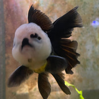 the-fish-farm Goldfish 9cm Oranda - Panda one only -1 Panda Oranda - The Fish Farm Australia