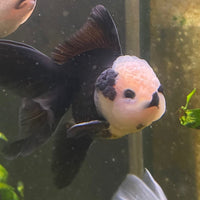the-fish-farm Goldfish 9cm Oranda - Panda one only -1 Panda Oranda - The Fish Farm Australia