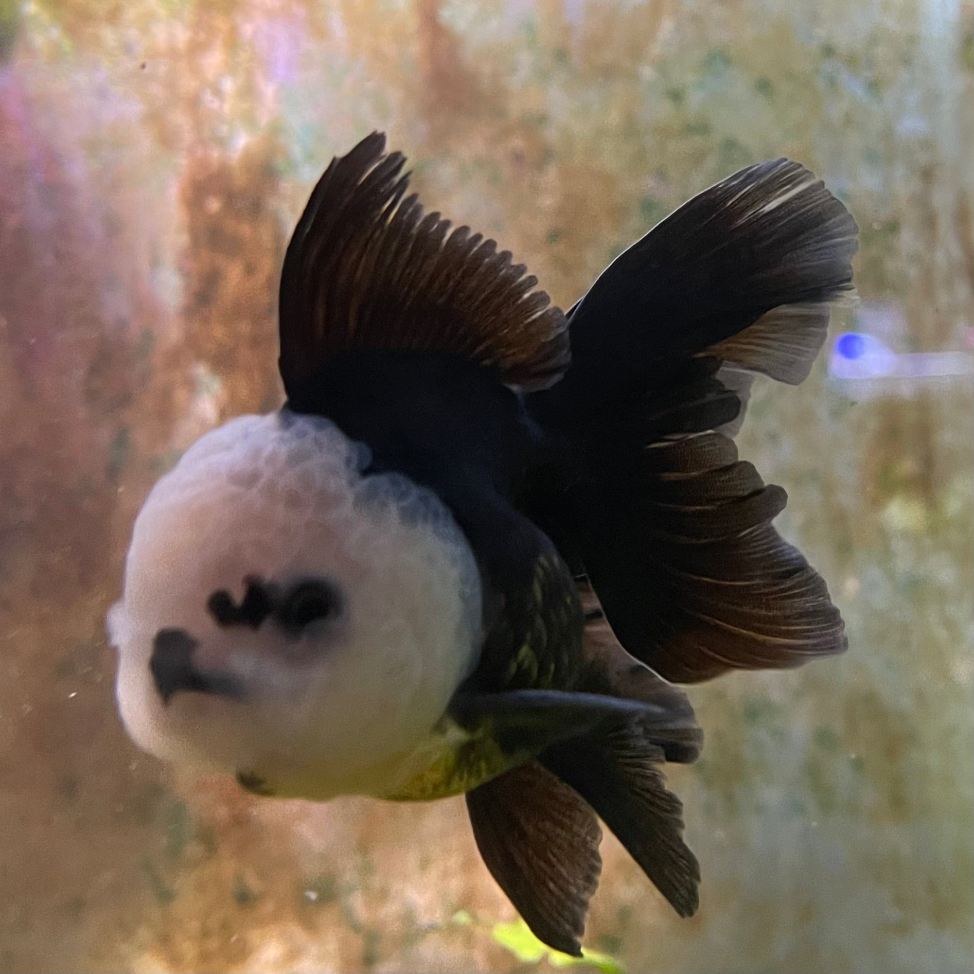 the-fish-farm Goldfish 9cm Oranda - Panda one only -1 Panda Oranda - The Fish Farm Australia