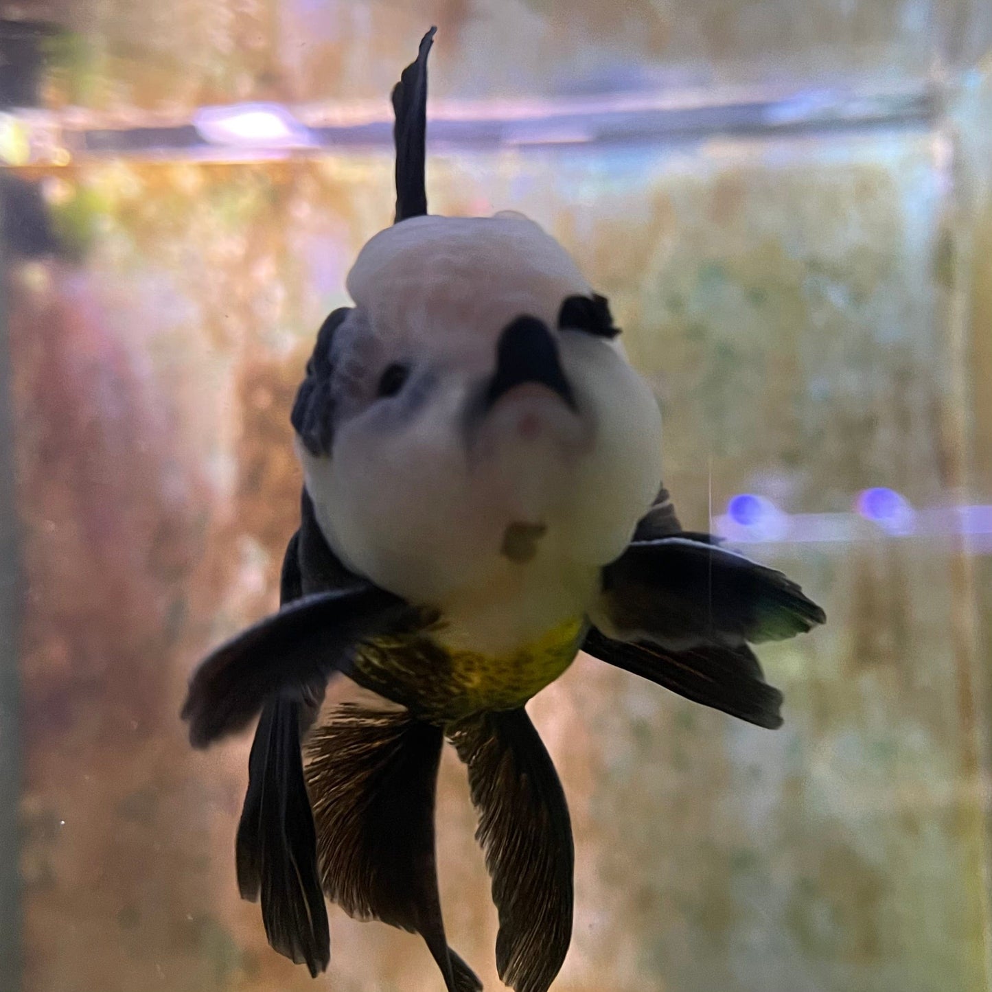 the-fish-farm Goldfish 9cm Oranda - Panda one only -1 Panda Oranda - The Fish Farm Australia