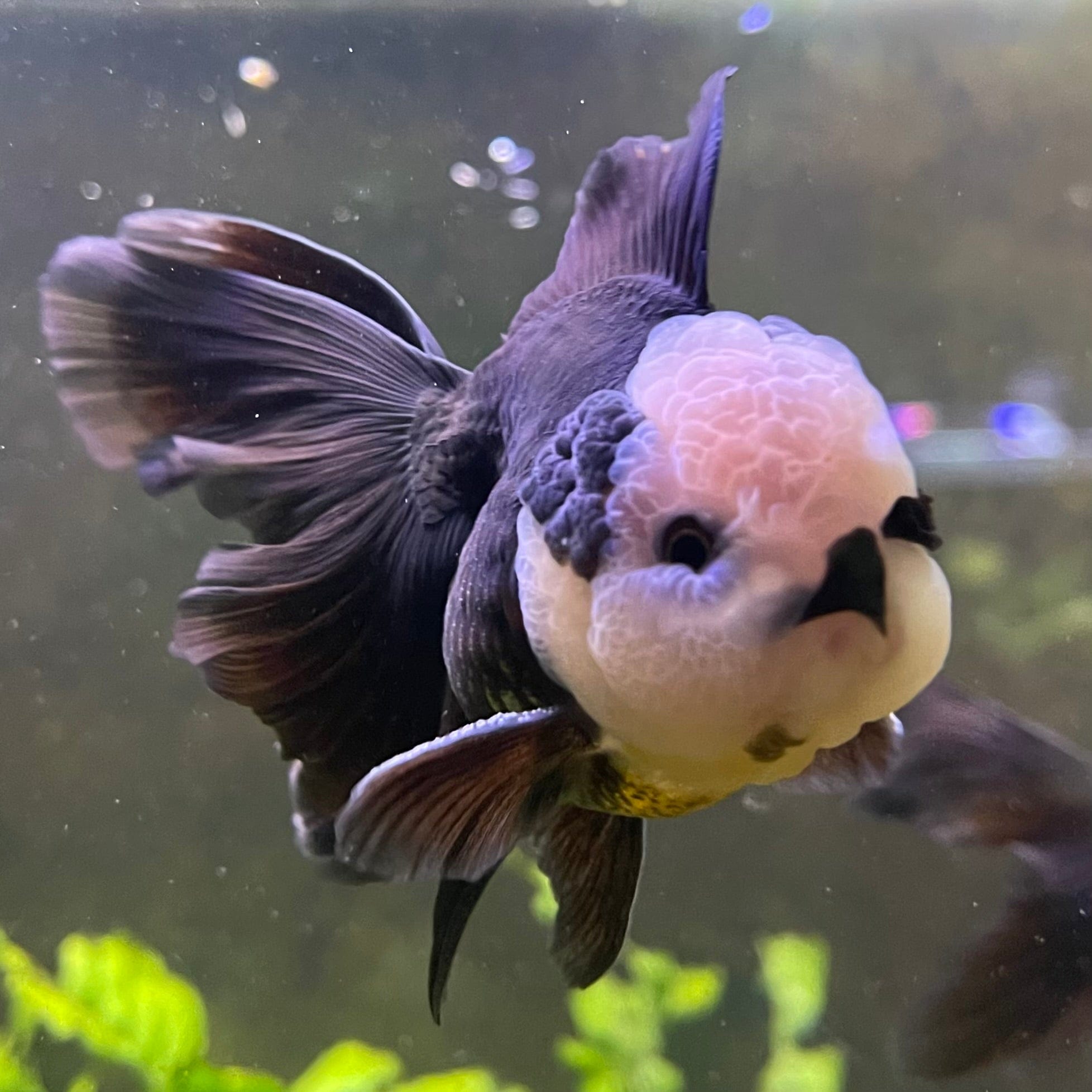 the-fish-farm Goldfish 9cm Oranda - Panda one only -1 Panda Oranda - The Fish Farm Australia