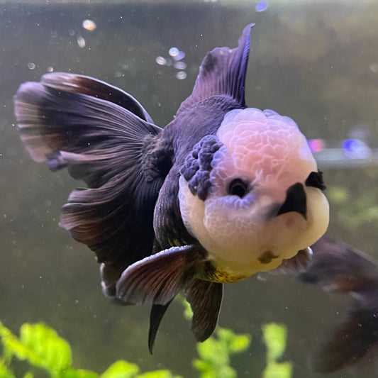 the-fish-farm Goldfish 9cm Oranda - Panda one only -1 Panda Oranda - The Fish Farm Australia