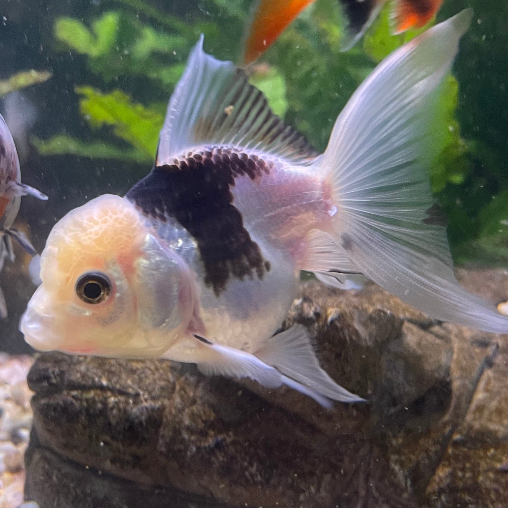 Panda Oranda - The Fish Farm Australia
