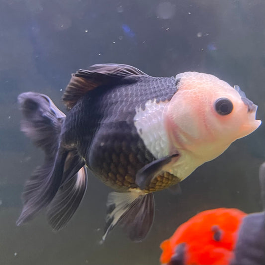 the-fish-farm Goldfish 9cm Oranda - Panda one only -1 Panda Oranda - The Fish Farm Australia
