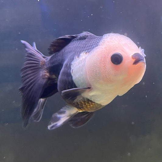 the-fish-farm Goldfish 9cm Oranda - Panda one only -1 Panda Oranda - The Fish Farm Australia