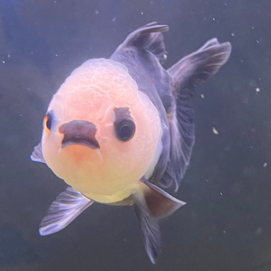 the-fish-farm Goldfish 9cm Oranda - Panda one only -1 Panda Oranda - The Fish Farm Australia