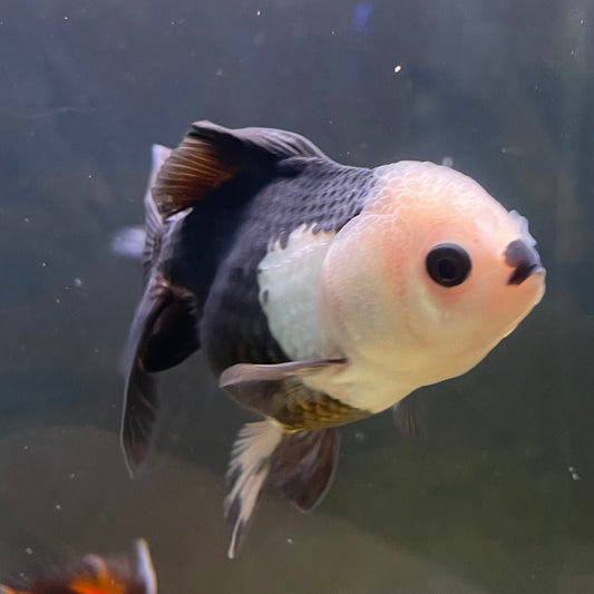 the-fish-farm Goldfish 9cm Oranda - Panda one only -1 Panda Oranda - The Fish Farm Australia