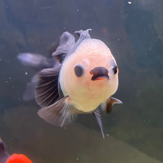 the-fish-farm Goldfish 9cm Oranda - Panda one only -1 Panda Oranda - The Fish Farm Australia