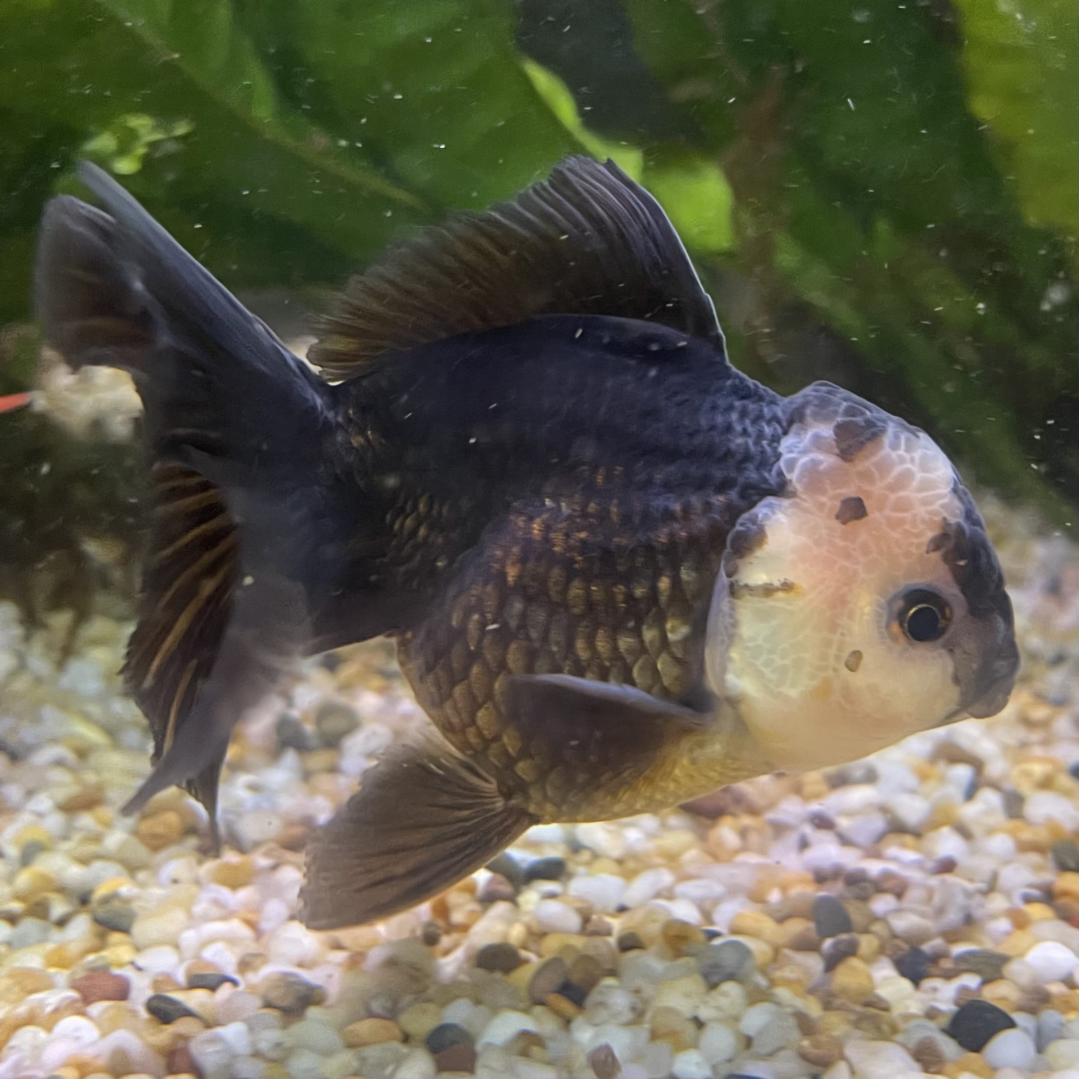 the-fish-farm Goldfish 9cm Oranda - Panda one only -1 Panda Oranda - The Fish Farm Australia