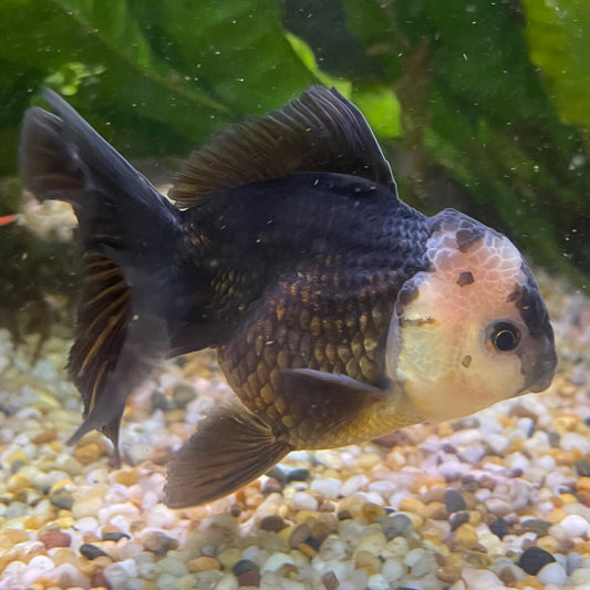 the-fish-farm Goldfish 9cm Oranda - Panda one only -1 Panda Oranda - The Fish Farm Australia