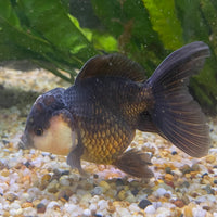 the-fish-farm Goldfish 9cm Oranda - Panda one only -1 Panda Oranda - The Fish Farm Australia