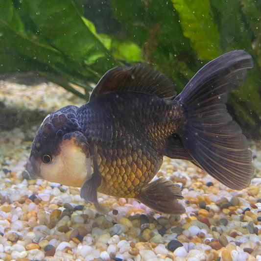 the-fish-farm Goldfish 9cm Oranda - Panda one only -1 Panda Oranda - The Fish Farm Australia