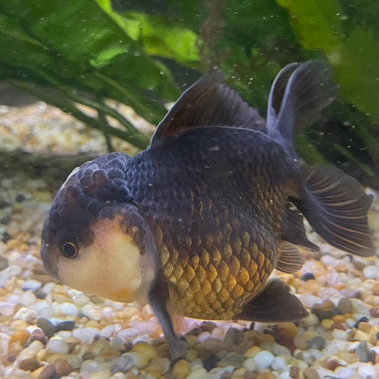 the-fish-farm Goldfish 9cm Oranda - Panda one only -1 Panda Oranda - The Fish Farm Australia