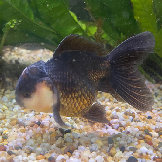 the-fish-farm Goldfish 9cm Oranda - Panda one only -1 Panda Oranda - The Fish Farm Australia