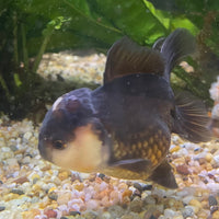 the-fish-farm Goldfish 9cm Oranda - Panda one only -1 Panda Oranda - The Fish Farm Australia