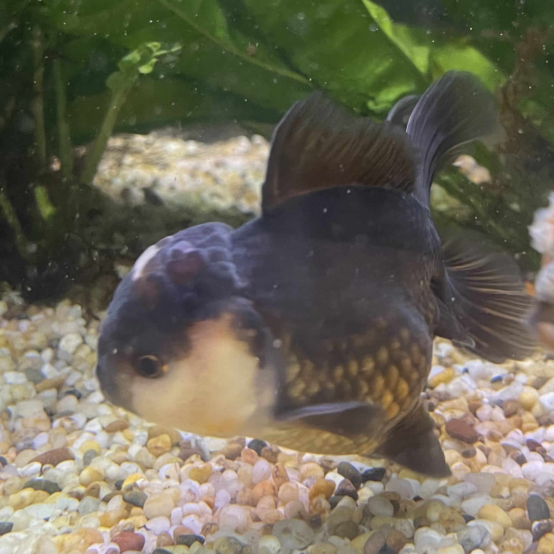the-fish-farm Goldfish 9cm Oranda - Panda one only -1 Panda Oranda - The Fish Farm Australia
