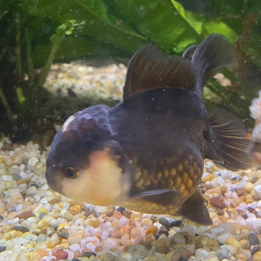 the-fish-farm Goldfish 9cm Oranda - Panda one only -1 Panda Oranda - The Fish Farm Australia