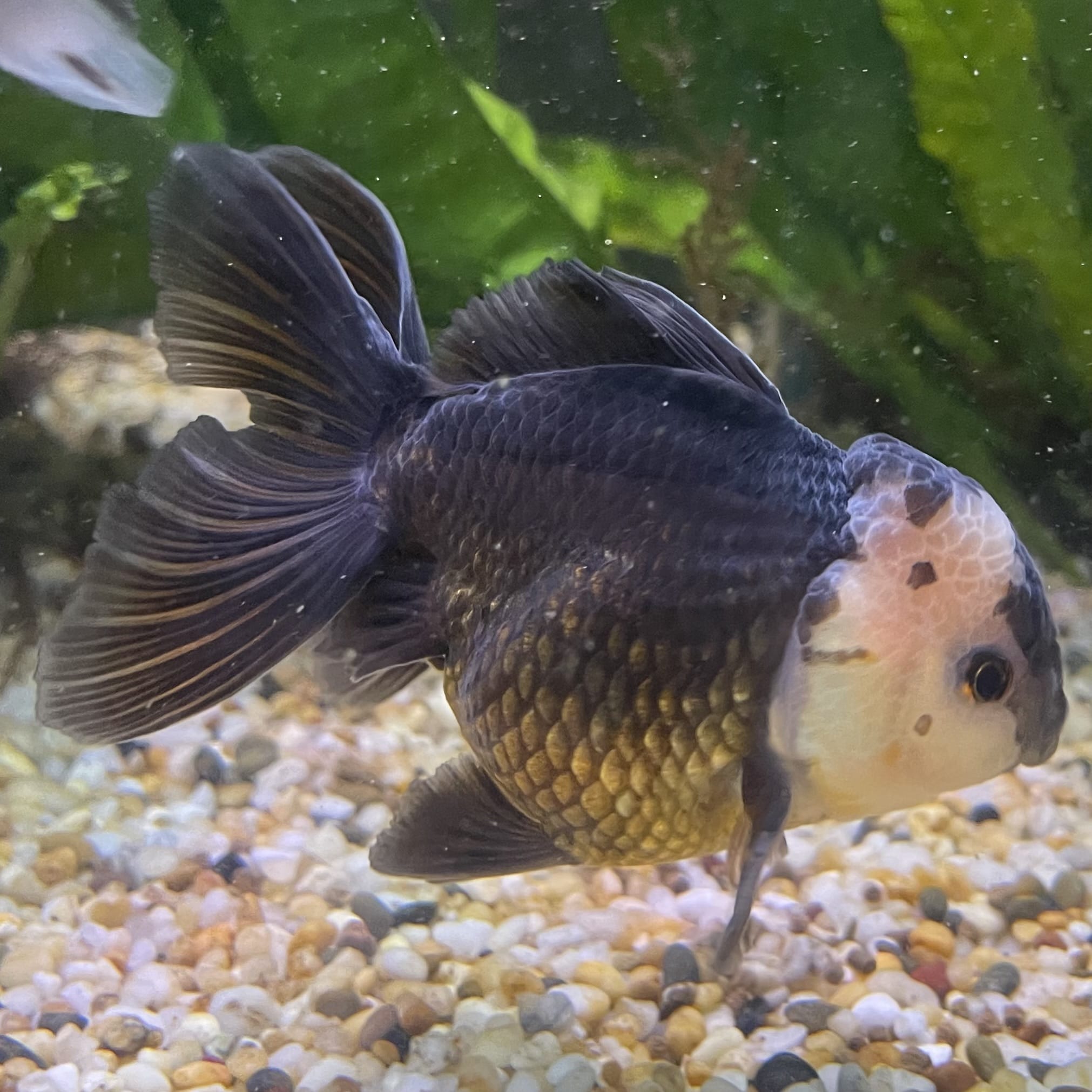 the-fish-farm Goldfish 9cm Oranda - Panda one only -1 Panda Oranda - The Fish Farm Australia