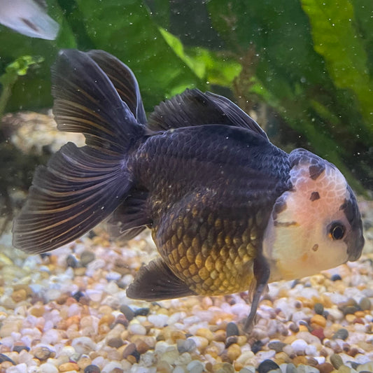 the-fish-farm Goldfish 9cm Oranda - Panda one only -1 Panda Oranda - The Fish Farm Australia