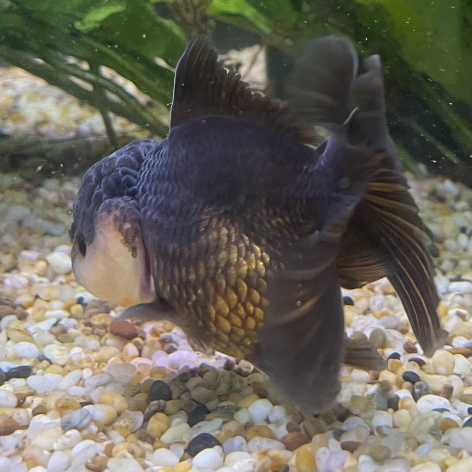 the-fish-farm Goldfish 9cm Oranda - Panda one only -1 Panda Oranda - The Fish Farm Australia