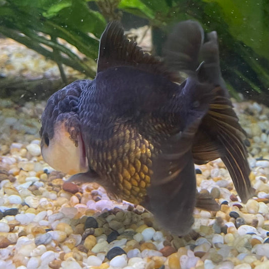 the-fish-farm Goldfish 9cm Oranda - Panda one only -1 Panda Oranda - The Fish Farm Australia