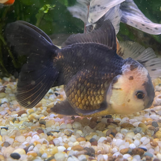 the-fish-farm Goldfish 9cm Oranda - Panda one only -1 Panda Oranda - The Fish Farm Australia